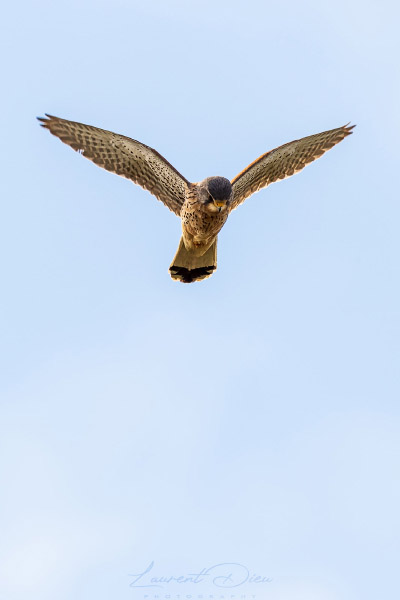 Faucon crécerelle (Falco tinnunculus) Common Kestrel.